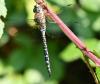 Aeshna mixta